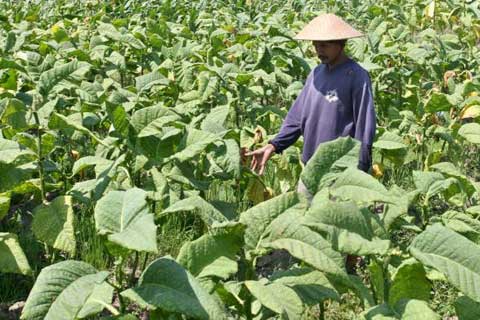  Petani Tembakau Berharap Kenaikan Cukai Rokok Berdampak Bagi Mereka