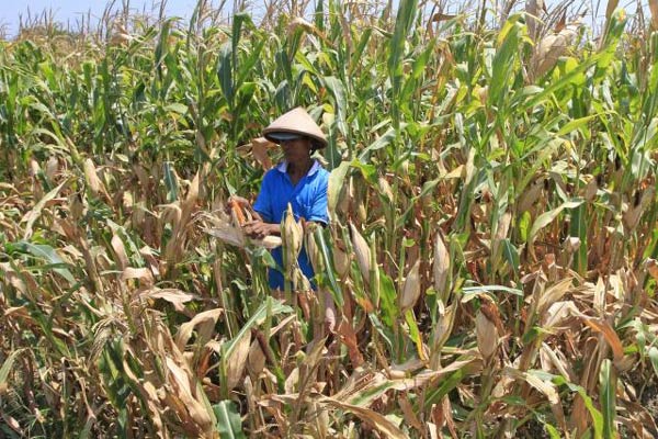  3 Kabupaten Ditetapkan Jadi Lumbung Jagung Nasional