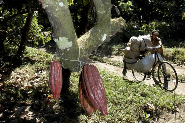  Perhatian Pemerintah ke Petani Kakao Jabar Harus Dipacu