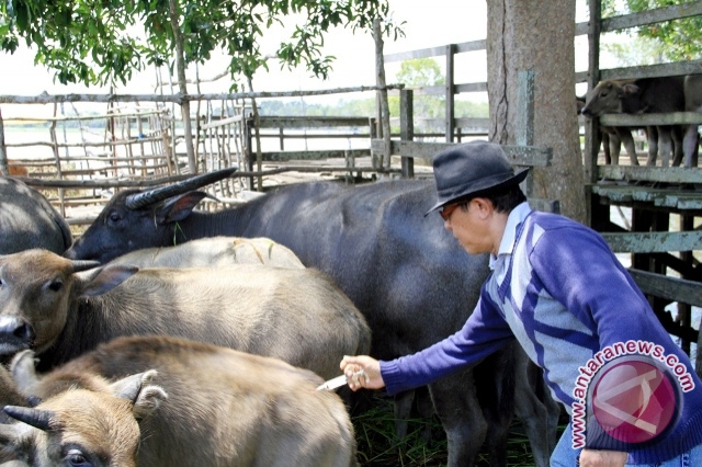  Soal Impor Kerbau, Pemerintah Melanggar Hukum