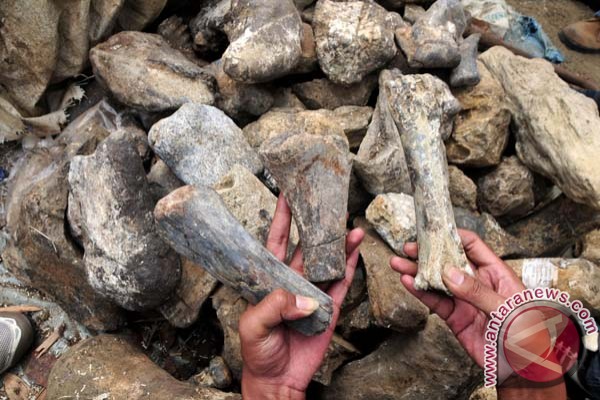  Ribuan Fosil Terkumpul di Kepurbakalaan Bojonegoro