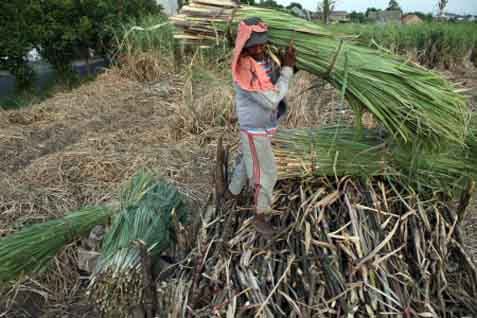  Petani Tebu Jabar Belum Tertarik Memproduksi Gula Merah