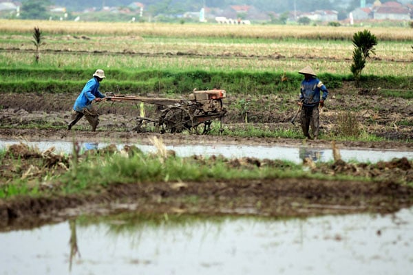  FOTO: Sering Anomali Cuaca, Varietas Padi Di Jabar Perlu Dikembangkan