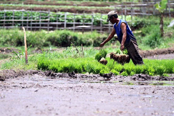  FOTO: Swasembada Pangan: KTNA Dorong Pemerintah Optimalisasi Produktivitas Lahan Sawah