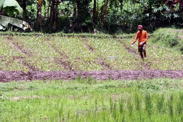  FOTO: PEMBANGUNAN PERTANIAN: Objek Kebijakan Kesejahteraan Petani, Kini Tingkat Kepuasan Membaik