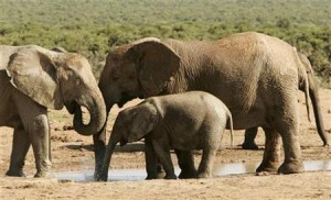  Gajah Liar Masuk Permukiman Warga di Batang