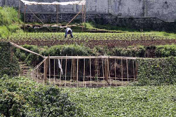  FOTO: Regenerasi Tidak Ada, Indonesia Akan Kehilangan 14 Juta Petani