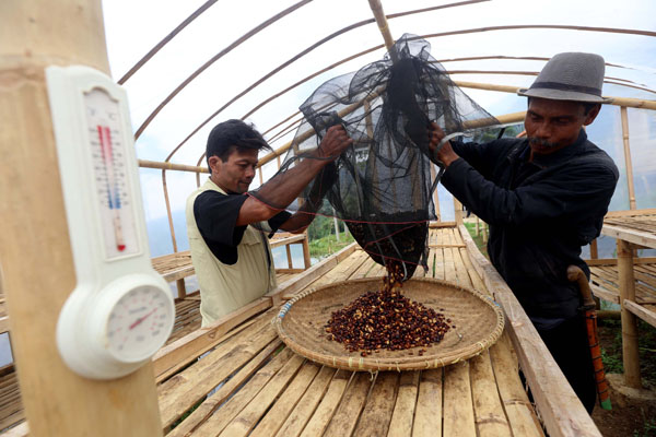  FOTO: Kementan Pacu Produktivitas Petani Kopi