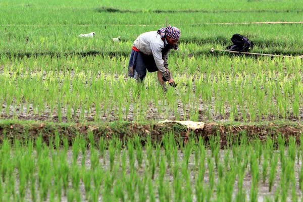  FOTO: Kementan: Infrastruktur Air Untuk Lahan Sawah Rampung 2018