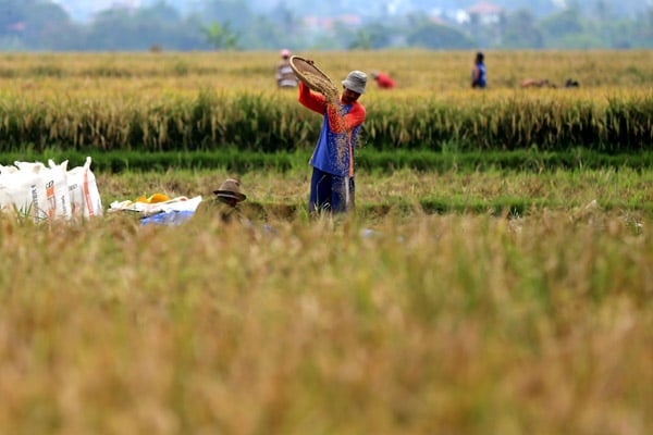  FOTO: 2016: Produksi Padi Diprediksi 79,14 Juta Ton Naik 4,97%