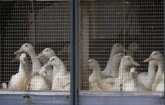  Wabah Flu Burung Merebak, Belanda Musnahkan 190.000 Bebek