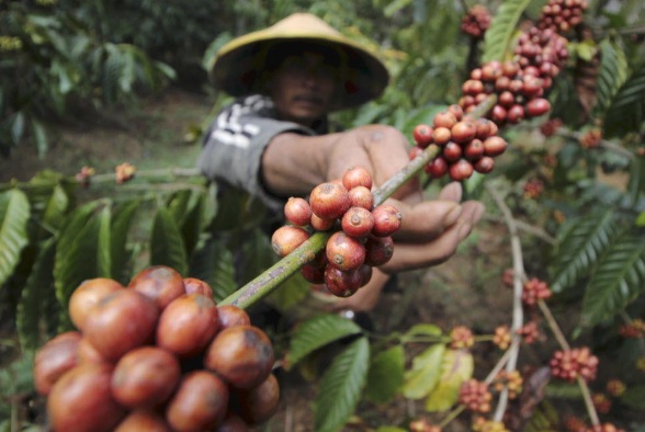  Dinas Perkebunan Jabar Targetkan Pembagian Benih Kopi Capai 15 Juta Pohon