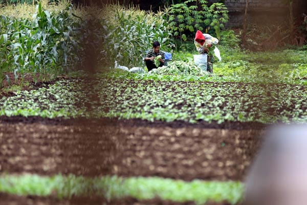  FOTO: Anomali Cuaca, Panen Sayuran di Cimahi Menurun 50%