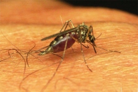  Ternyata Kasus Malaria Telah Ada Sejak Zaman Kekaisaran Romawi