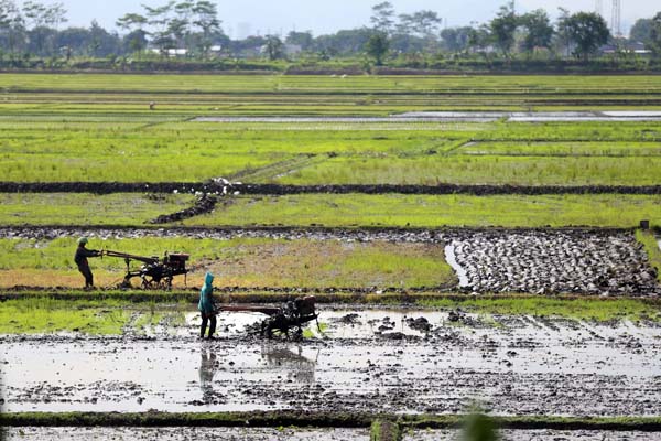  FOTO: Meski Iklim Ekstrim, Pasokan Pangan Nasional Cukup Stabil