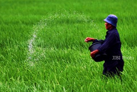  Serapan Pupuk Urea di Jember 98,52%