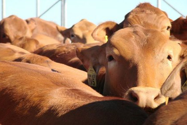  Kementan Berikan Bantuan 120 Ekor Sapi untuk Bantul