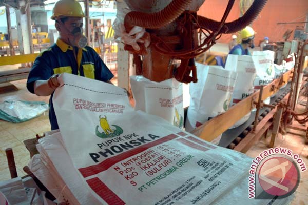  Pupuk NPK Palsu Beredar di Dompu Bisa Sebabkan Jagung Menguning