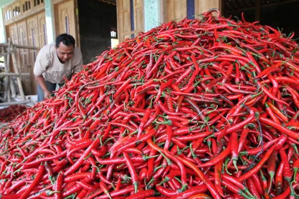  Pasokan Tak Stabil, Harga Cabai di Jember Bergerak Fluktuatif