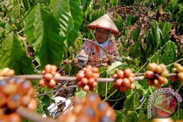  8.850 Ha Perkebunan Kopi Dioptimalkan Pacu Produksi