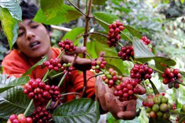  2017, Kementan Lakukan Intensifikasi 8.850 Hektare Perkebunan Kopi