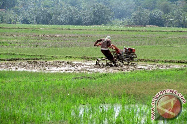  KETAHANN PANGAN: Bantul Siapkan Lahan Pertanian Berkelanjutan