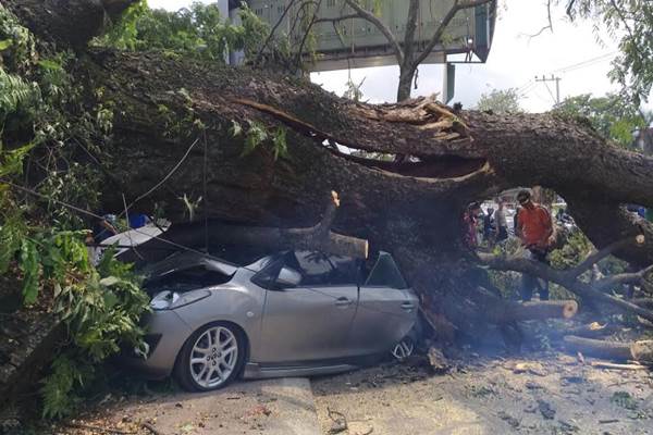  Heboh Pohon Tumbang di Medan Merdeka Walk, Empat Kendaraan Ringsek