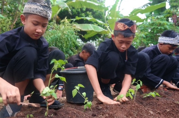  Pelajar Purwakarta Kompak Tanam Cabai