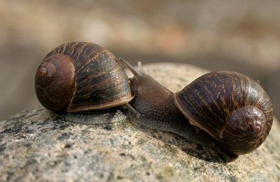  Siput Mampu Tempuh Perjalanan Jauh Hingga 44 KM