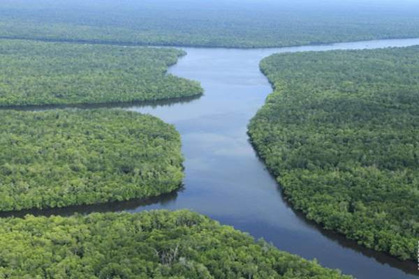  Merawat Sembilang, Taman Nasional Pemilik Kekayaan Fauna Perairan