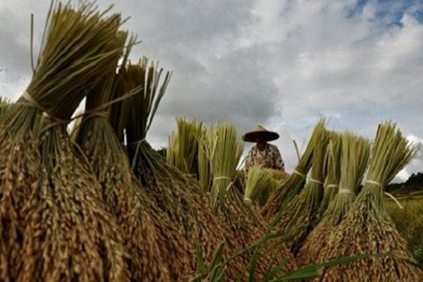  Ditarget Serap Beras Petani 35.000 Ton, Kepala Bulog Sulteng: Niscaya Bisa Terealisasi