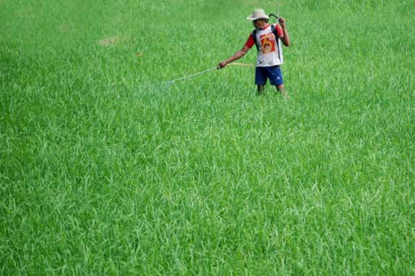  PAJAK BUMI & BANGUNAN: Petani Kota Malang Dapat Diskon 50%