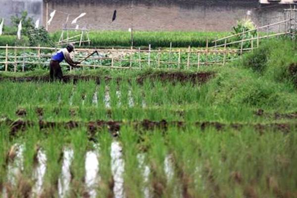  Riau Awali 2017 dengan Kenaikan Daya Beli Petani Tertinggi di Sumatra