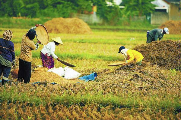  AUTP: Jasindo Berharap Lahan Bertambah Jadi 25 Ribu Hektare