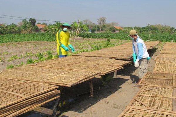  Petani Temanggung Demonstrasi Tolak Tembakau Impor