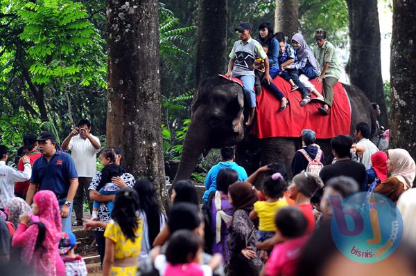  Kementerian LH Segera Putuskan Nasib Kebun Binatang Bandung