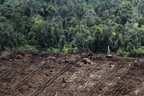  Kejati Riau Sita Ratusan Hektare Kebun Sawit Terkait dengan Penyidikan Korupsi Alih Fungsi Hutan