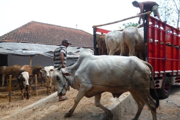  Kementan Latih SDM Inseminator Guna Tingkatkan Populasi Sapi