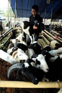  Domba Bisa Gantikan Ketergantungan Pada Daging Sapi