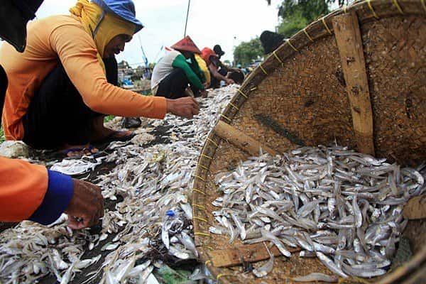  PELELANGAN IKAN BANTUL: Cuaca Ekstrem, Hasil Tangkapan Menurun