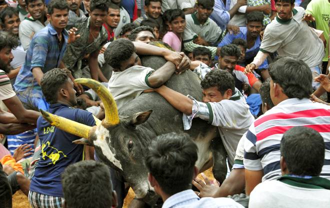  2 Orang Meninggal Dalam Olahraga Adu Banteng