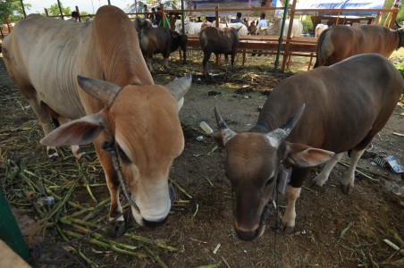  Kementan Mendorong Produksi Ternak Lapas Nusakambangan