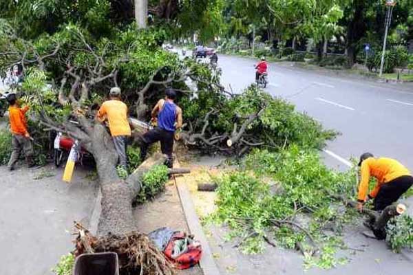  Jalur Pantura Situbondo Terganggu Pohon Tumbang