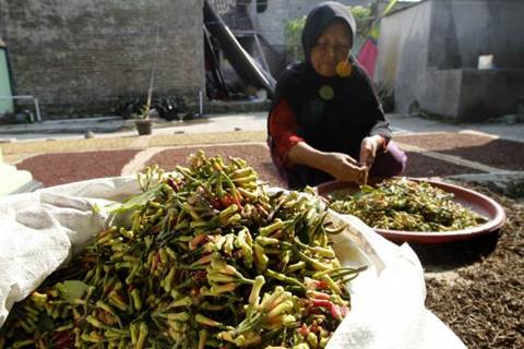  Produk Minyak Atsiri Lokal Kulon Progo Banyak Terima Permintaan