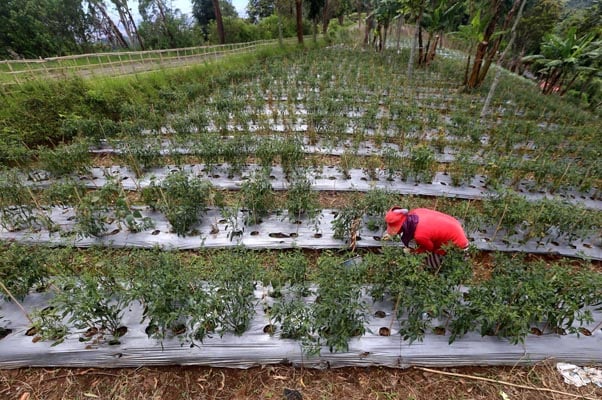  FOTO: Mendag Minta Importir Hortikultura Serap Produk Lokal