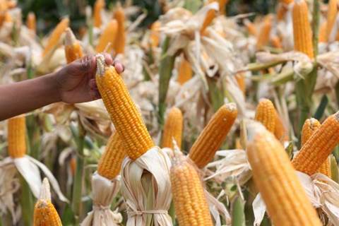  Pemkab Bantul Menambah Areal Lahan Tanam Jagung 1.363 Ha