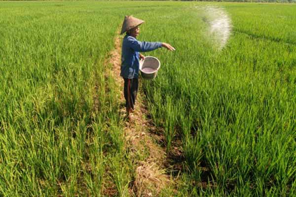  CETAK SAWAH BARU: Pemda Diminta Perbanyak Bangun Waduk