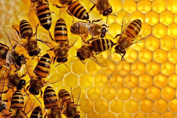  Swedia Kekurangan Madu Setelah DUa Panen Buruk