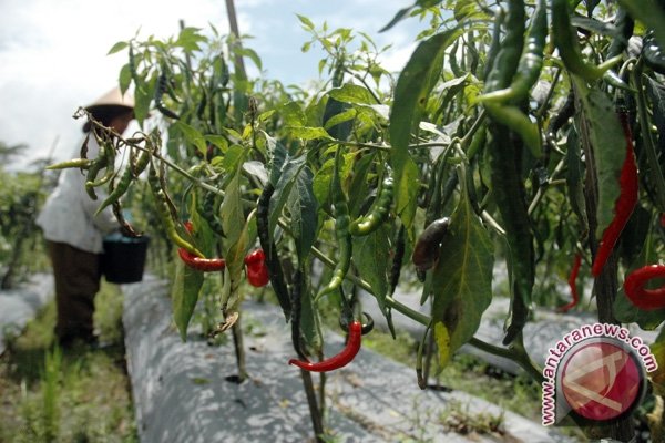  TPID Jateng Mendorong Peningkatan Kelembagaan Petani Cabai