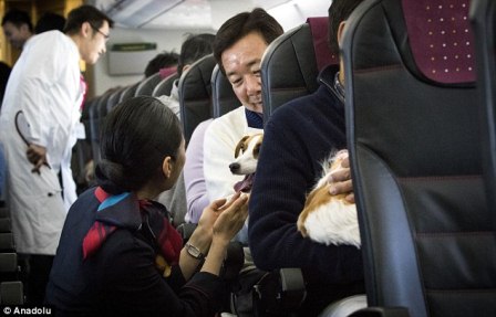  Di Jepang, Anda Diizinkan Bawa Anjing ke Pesawat
